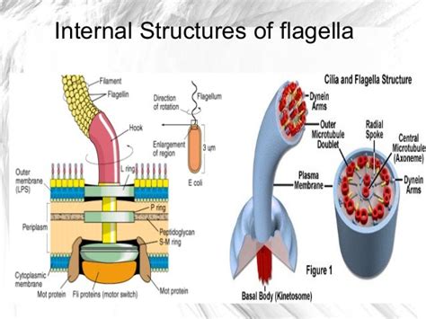 Ppt flagella seminar