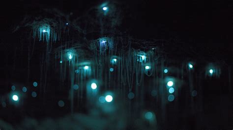 Glow Worm Caves New Zealand - All You Need Infos