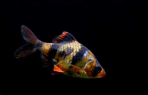 8 Best Tank Mates for Tiger Barbs - Fish Tank Advisor