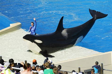 SeaWorld says it will end killer whale breeding program immediately ...