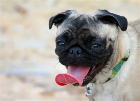 10 Reasons For Pug Whining & Control