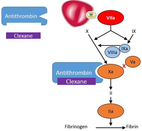 Mechanism of Action