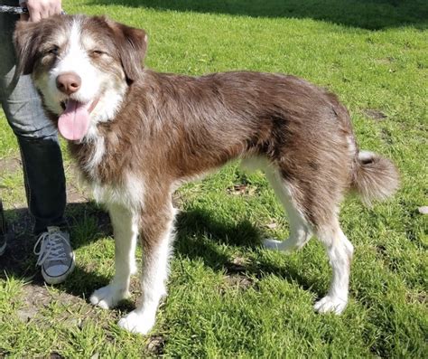 Labradoodle Husky Mix: Full Profile & Pictures