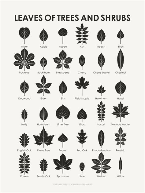 Identification chart – Artofit