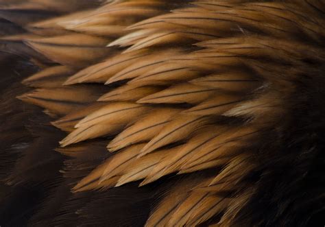 Feather texture, Patterns in nature, Beautiful birds