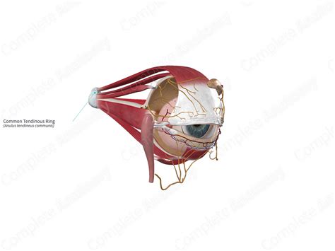 Common Tendinous Ring | Complete Anatomy