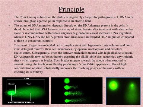 Comet assay