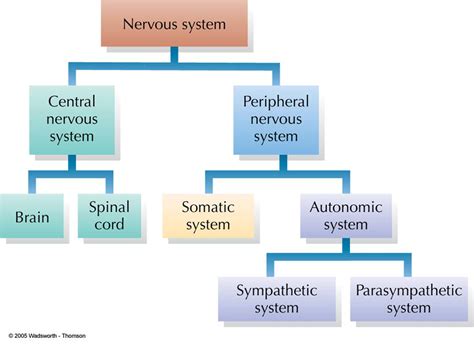 9 FLOW CHART NERVOUS SYSTEM