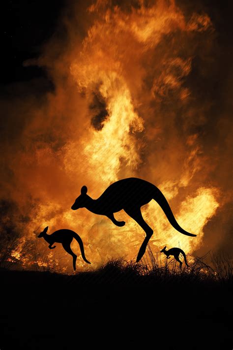 Australia Bushfires: What’s Happening? | NHS Maroon and Gray