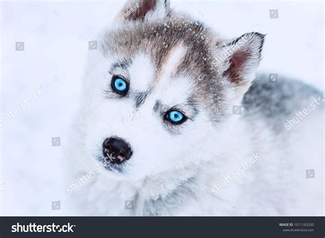 Can Alaskan Huskies Have Blue Eyes