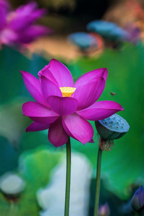Purple Lotus Flower Wallpaper