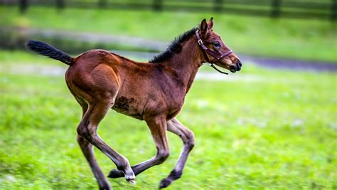 Thoroughbred breeding's slow slide continues