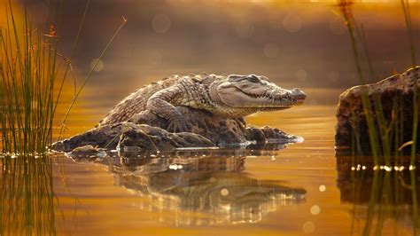 Animal Crocodile Holding In Rock Between Lake With Blur Background HD ...