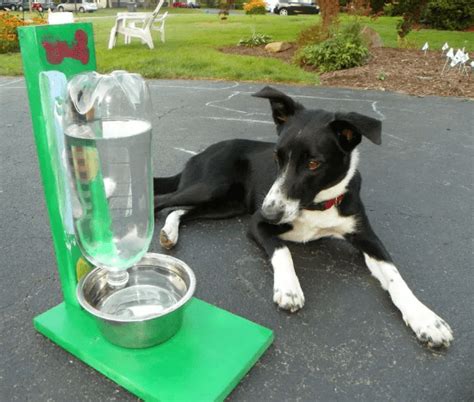 Best Automatic Self Filling Dog Water Bowls & Waterer Dispenser Reviews 2020 - UpCatFeeders