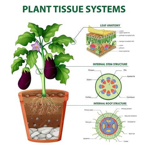 Premium Vector | Diagram showing plant tissue systems