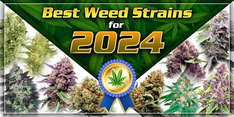 Best Weed Strains for 2024 | SunWest Genetics