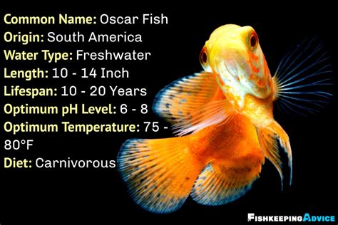 The Ultimate Oscar Fish Care Guide 2021 (Everything You Need To Know)