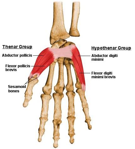 Doctors Gates: Good Mnemonics for Thenar and hypothenar muscles