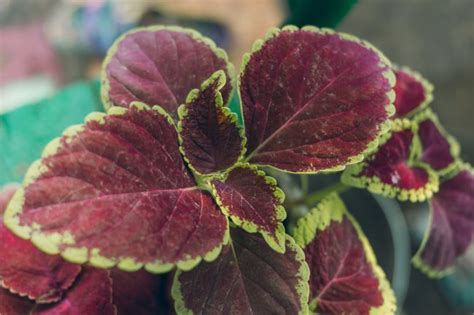 Coleus Plant Care Indoors: How To Grow Coleus Houseplants - Smart ...