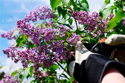 Tips For Pruning A Lilac – When & How To Prune Lilacs | Gardening Know How