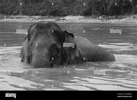 An elephant taking a bath in the Mekong River after the tourist-safari to the Pak Ou holes Stock ...