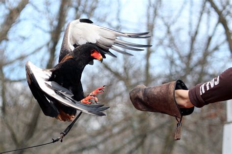 Photos: Eagles in flight | wfmynews2.com