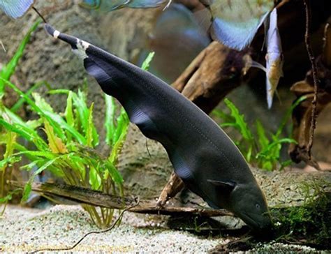 Black Ghost Knifefish | Arizona Aquatic Gardens