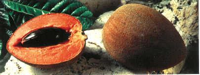 Mamey Sapote Recipes