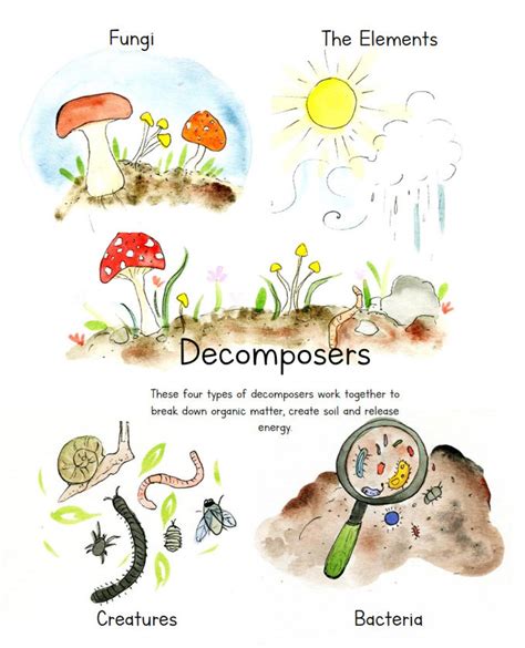 Decomposers Printable Poster - Etsy Ireland