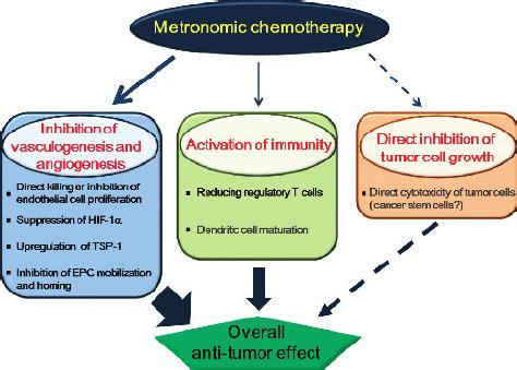 Mechanisms of action of metronomic chemotherapy. The beneficial effects... | Download Scientific ...