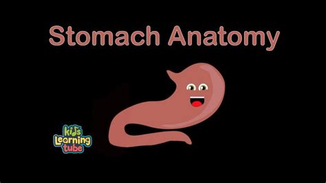 The Stomach Anatomy Song - YouTube