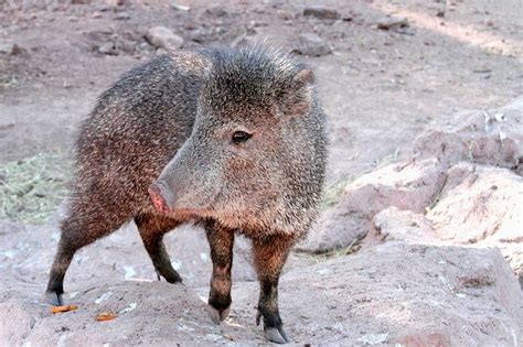 Javelina Arizona Pig