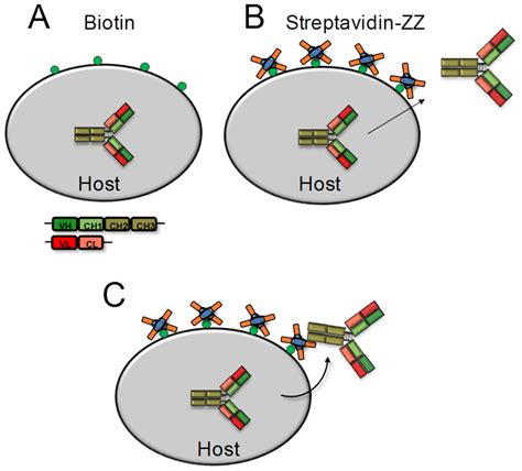 Schematic illustration of host cells modified by REAL-Select for the ...