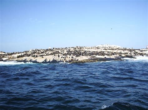 Seal Island Sights & Attractions - Project Expedition