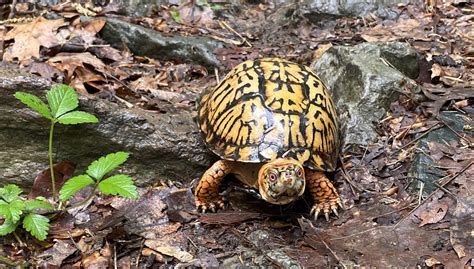 Eastern Box Turtle Habitat Ideas | informacionpublica.svet.gob.gt