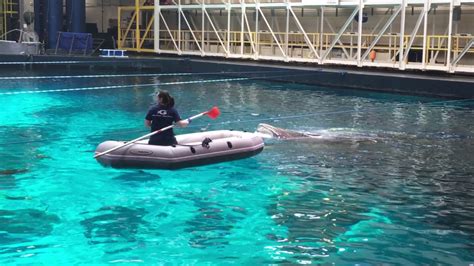 Feeding Whale Sharks at the Georgia Aquarium - YouTube