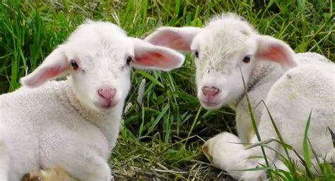 Victory! New Zealand Bans Mulesing of Sheep | PETA