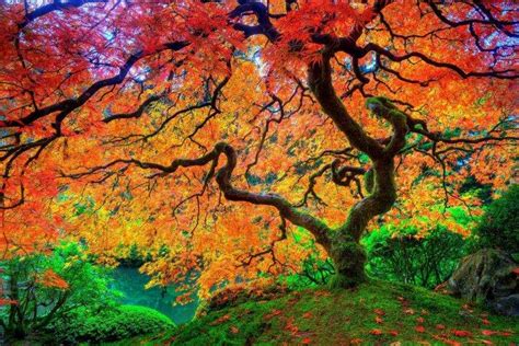 nature, Trees Wallpapers HD / Desktop and Mobile Backgrounds