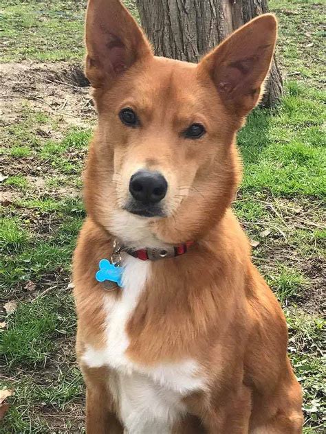 Carson the Chow, Akita, Husky, Border Collie Mix - DogPerDay