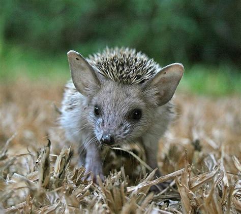 Hemiechinus auritus - Langohrigel - Long eared hedgehog | Unusual animals, Long eared hedgehog ...