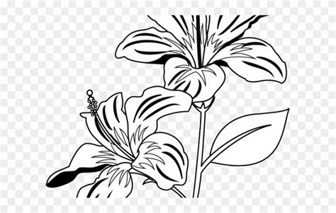 Leaf Clipart Gumamela - Gumamela Flower Clipart Black And White - Png Download (#428794 ...