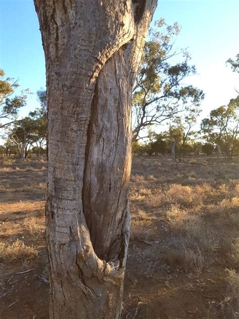 Scar Trees | coolamon