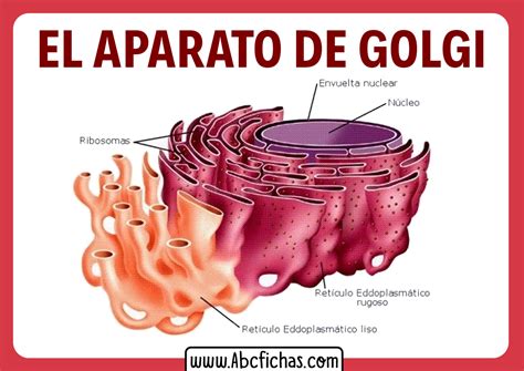 Estructura interna y partes del Aparato de Golgi