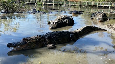 Warmer temperatures and alligator activity