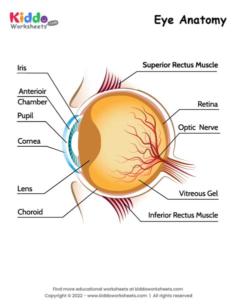 Free Printable Eye Anatomy Worksheet - kiddoworksheets