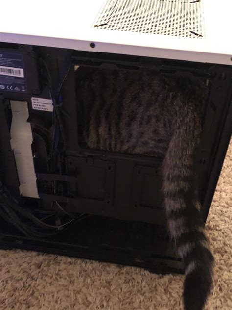 I think my cat approves of the new PC case : r/pcmasterrace