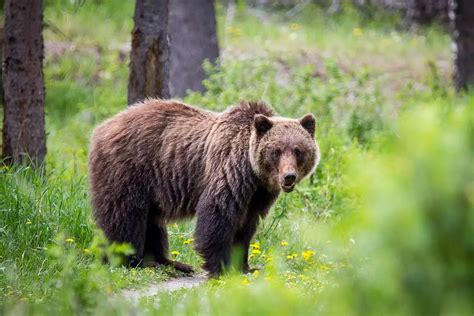 20 Amazing Grizzly Bear Facts - Our Planet