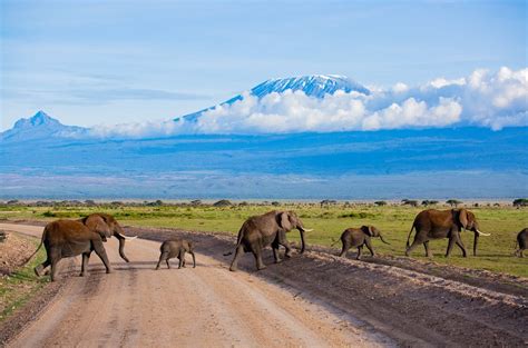 Amboseli Serena Safari Lodge | Kenya