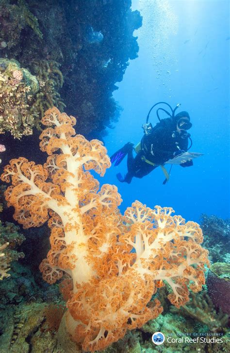 Great Barrier Reef island coral decline