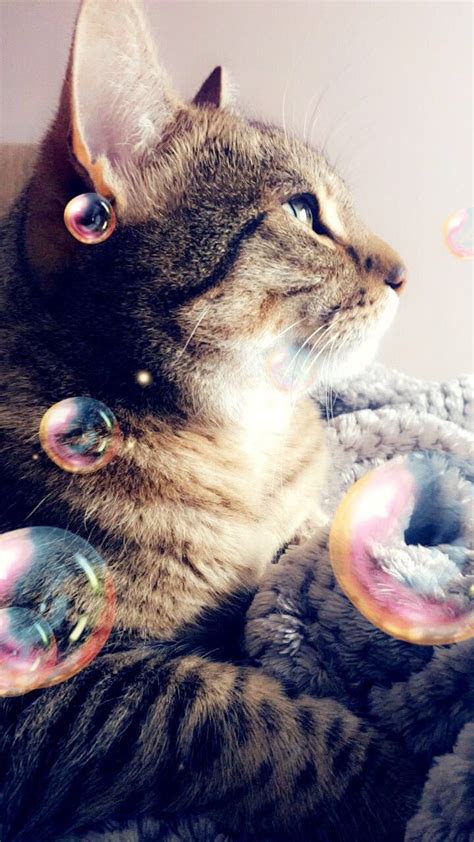 Cats and snap chat filters #nikkita#cat#snapchat | Cats, Animals, Snapchat